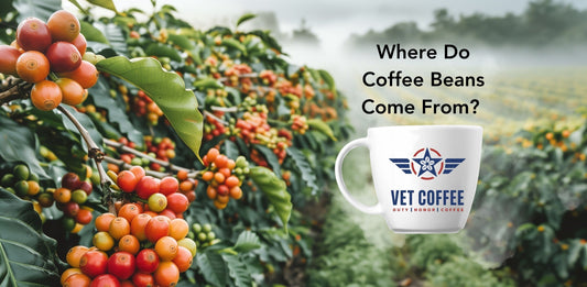 Good coffee beans growing in rows on a farm